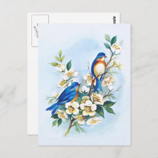 Twee blauwvogels briefkaart (Voorkant / Achterkant)