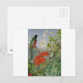 Twee bloeiende struiken van Natal en een Trogon Briefkaart (Voorkant / Achterkant)