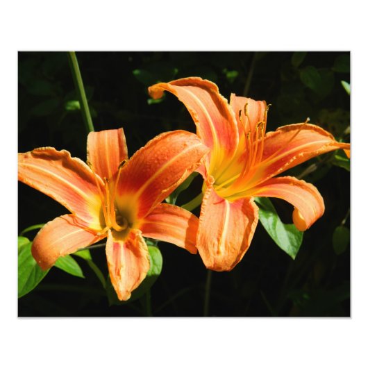 Twee Bloemen Foto Afdruk (Voorkant)