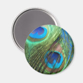 Twee Blue Peacock Feathers Magnet (Voorkant / Achterkant)