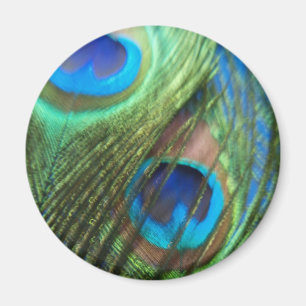 Twee Blue Peacock Feathers Magnet