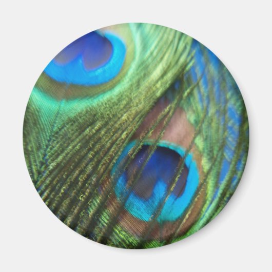 Twee Blue Peacock Feathers Magnet (Voorkant)