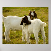 Twee boer Goats Cute Poster (Voorkant)