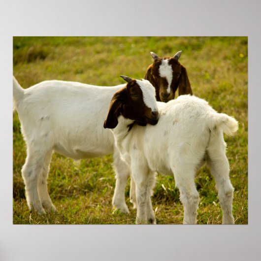 Twee boer Goats Cute Poster (Voorkant)