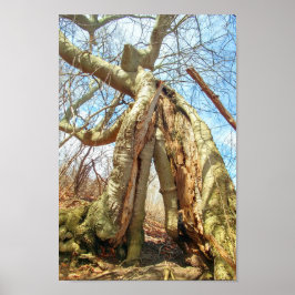 Twee bomen, samen gekweekt poster