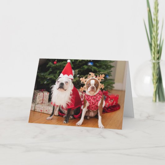 Twee Boston terriers in de kostuums van Kerstmis Feestdagen Kaart (Voorkant)