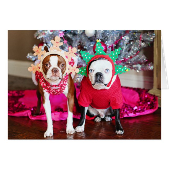 Twee BostonTerriers (Voorkant Horizontaal)