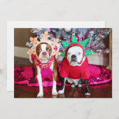 Twee BostonTerriers (Voorkant / Achterkant)