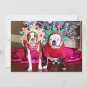 Twee BostonTerriers (Voorkant)