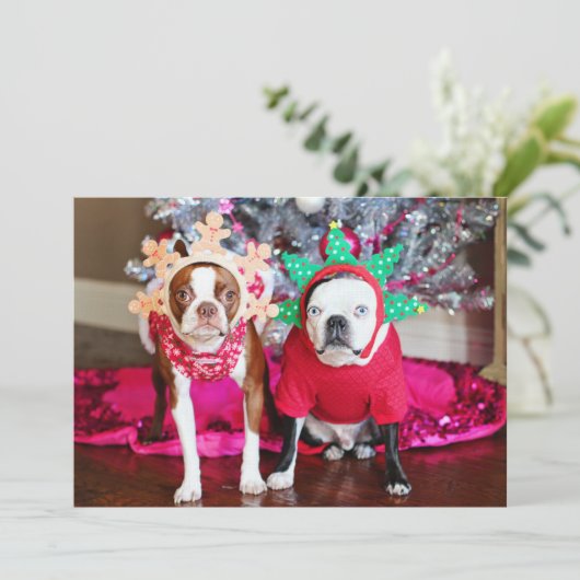 Twee BostonTerriers (Staand voorkant)