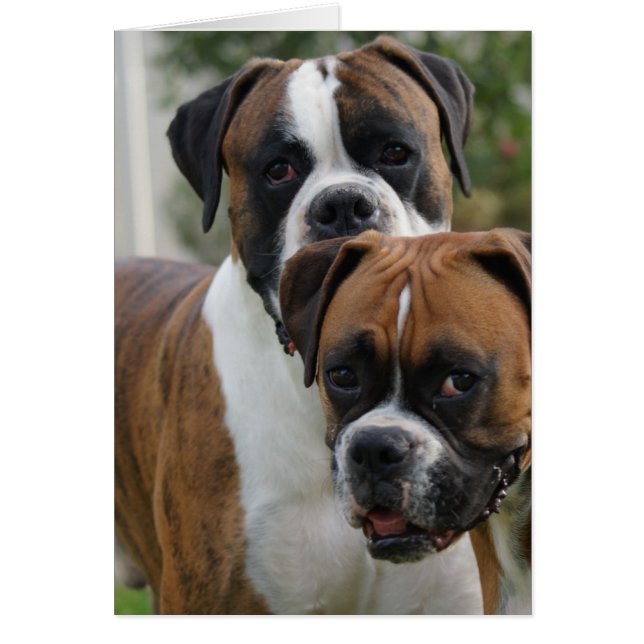 Twee Boxer-honden (Voorkant)