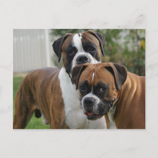 Twee Boxer-honden Briefkaart