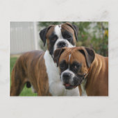 Twee Boxer-honden Briefkaart (Voorkant)