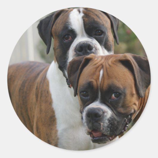 Twee Boxer Honden Ronde Sticker (Voorkant)