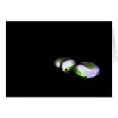 Twee brede bonen gccna (Voorkant Horizontaal)