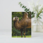 Twee Briefkaart van het gepompte kameel (Staand voorkant)