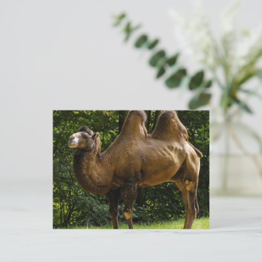 Twee Briefkaart van het gepompte kameel (Staand voorkant)