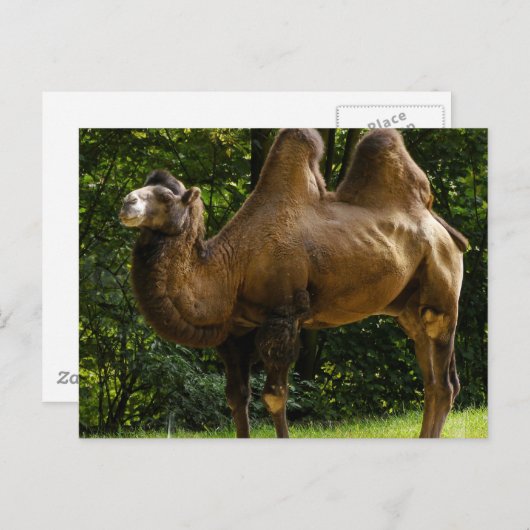 Twee Briefkaart van het gepompte kameel (Voorkant / Achterkant)