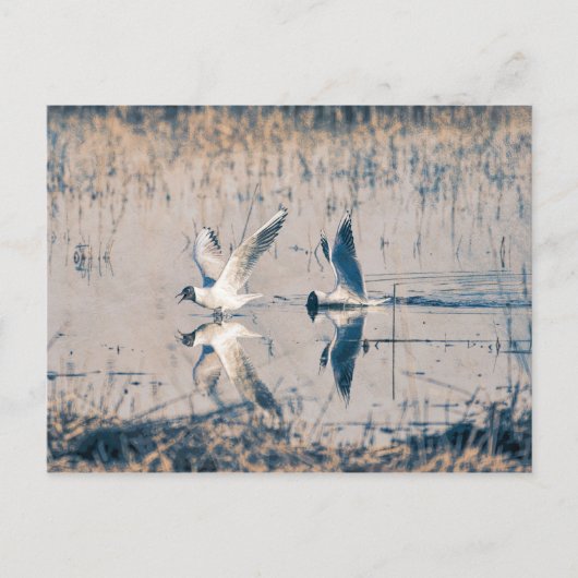 Twee briefkaarten (Voorkant)