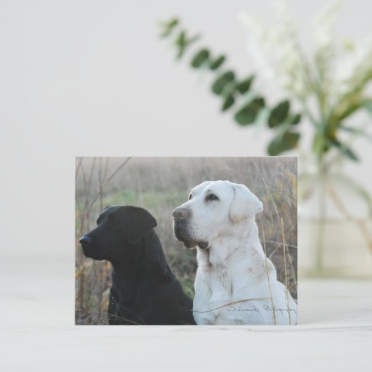 Twee Briefkaarten van Labs (Staand voorkant)