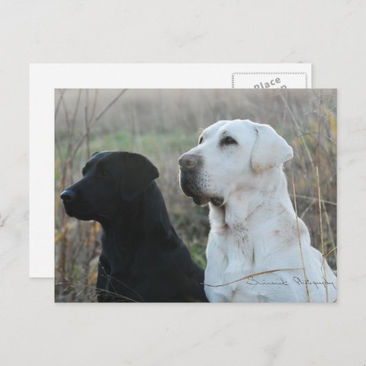 Twee Briefkaarten van Labs (Voorkant / Achterkant)