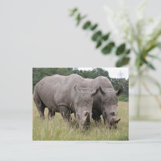 Twee Briefkaarten van Rhinos (Staand voorkant)