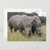 Twee Briefkaarten van Rhinos (Voorkant / Achterkant)