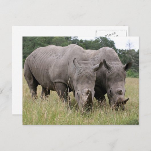 Twee Briefkaarten van Rhinos (Voorkant / Achterkant)