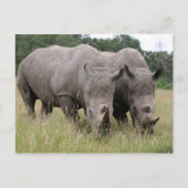 Twee Briefkaarten van Rhinos (Voorkant)