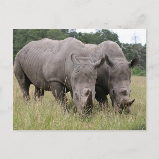 Twee Briefkaarten van Rhinos (Voorkant)