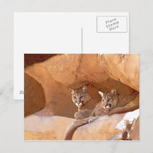 Twee briefkaarten voor bergen (Voorkant / Achterkant)