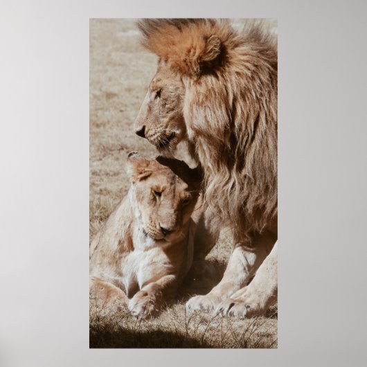 TWEE BROWN LION OP GROEN GEBIED POSTER (Voorkant)