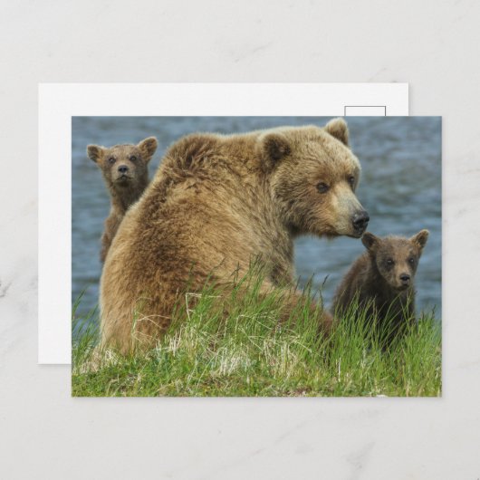 Twee bruine Beren kubussen met moeder door het wat Briefkaart (Voorkant / Achterkant)