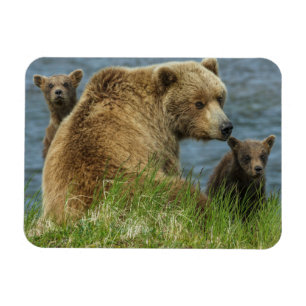 Twee bruine Beren kubussen met moeder door het wat Magneet