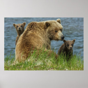 Twee bruine berenwelpen met moeder bij het water poster