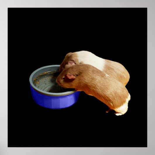 twee bruine en witte parelhoenders, poster (Voorkant)