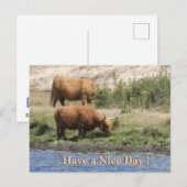 Twee bruine koeien Klant. Fijne dag ansichtkaart Feestdagenkaart (Voorkant / Achterkant)