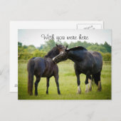Twee bruine paarden Briefkaart (Voorkant / Achterkant)