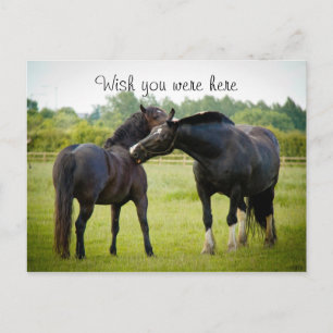 Twee bruine paarden Briefkaart