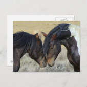 Twee bruine wilde paarden briefkaart (Voorkant / Achterkant)