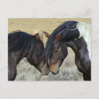 Twee bruine wilde paarden
