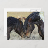 Twee bruine wilde paarden briefkaart (Voorkant / Achterkant)