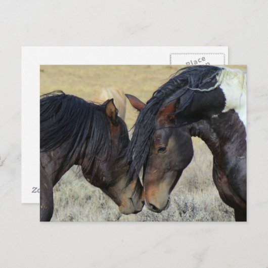 Twee bruine wilde paarden briefkaart (Voorkant / Achterkant)