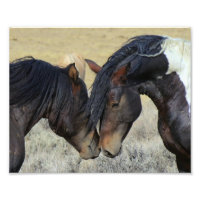 Twee bruine wilde paarden
