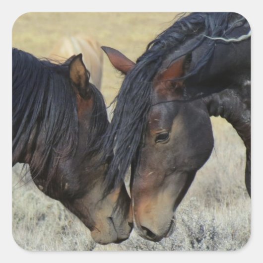 Twee bruine wilde paarden Mustangs Nuzzling Vierkante Sticker (Voorkant)