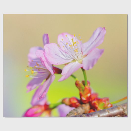 Twee brute Sakura-bloemen en een kleurrijke achter Cadeaupapier (Vlak)