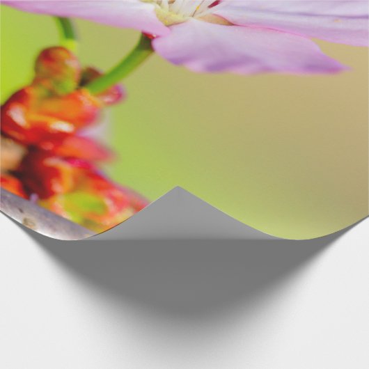 Twee brute Sakura-bloemen en een kleurrijke achter Cadeaupapier (Hoek)