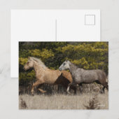 Twee buikpaarden die samen lopen briefkaart (Voorkant / Achterkant)