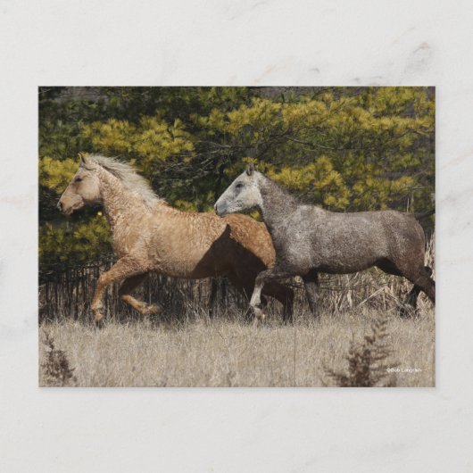 Twee buikpaarden die samen lopen briefkaart (Voorkant)