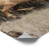 Twee buikpaarden die samen lopen poster (Hoek)